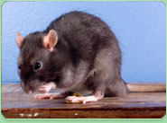 rat control Banstead